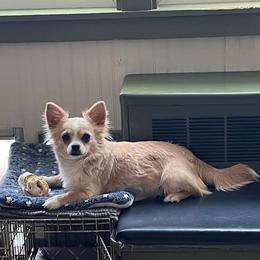 Jade - Chihuahua