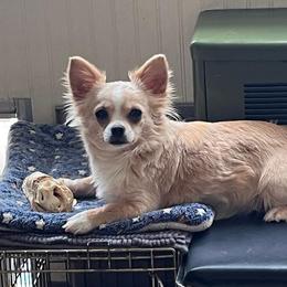 Jade - Chihuahua