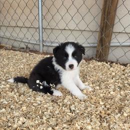 Atlas - Black and white male Border Collie puppy in Ripley, Oklahoma from Adventure5 Border Collies