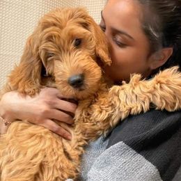 Aussiedoodle and Goldendoodle All Grown Up from Hunting Creek Kennels