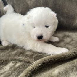 Hudson - White male Samoyed puppy in Atkinson, Nebraska from Sandhills Samoyeds
