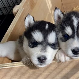 Siberian Husky Puppies from Douglas Mountain Farm and Kennel