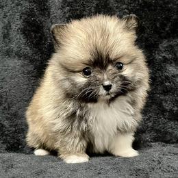 Pomeranian Puppies from POMS USA