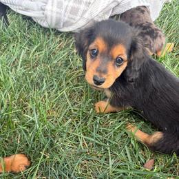 Penny - Black and tan female Dachshund puppy in Utica, Ohio from Poodle Me Crazy