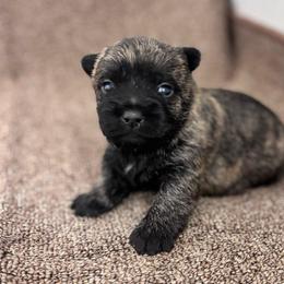 Mario - Black brindle male Cairn Terrier puppy in Mountain Grove, Missouri from CreekTop