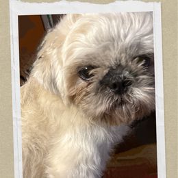 Shih tzu Dynastys Jia Wie Shumei Fu ( Good Great and Mighty Elegant Beauty,Blessing) - Cream and white female Shih Tzu puppy in Kingsland, Georgia from Shih-tzu Dynasty