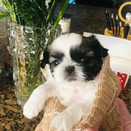 Tiny Charlie - Black gold and white male Shih Tzu puppy in Manteca, California from Beauty's Shih Tzu (California)