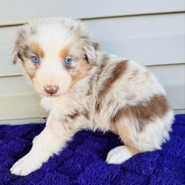 Rusty - Red merle male Australian Shepherd puppy in Charlotte, North Carolina from Awesome Aussies