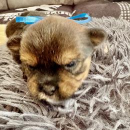 Blue - Black and tan male Shorkie puppy in Albemarle, North Carolina from Wilson Kennel