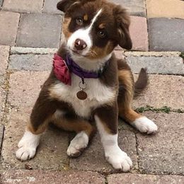 Aussiedoodle, Australian Shepherd, Miniature American Shepherd, and Miniature Australian Shepherd Puppies from Bline's Awesome Aussies