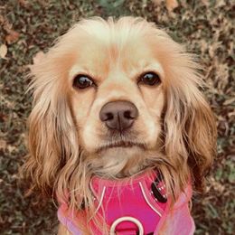 Cocker Spaniels from Chantels Spaniels