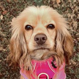 Cocker Spaniels from Chantels Spaniels
