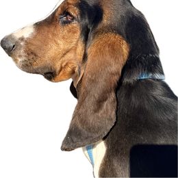 Marly - Basset Hound