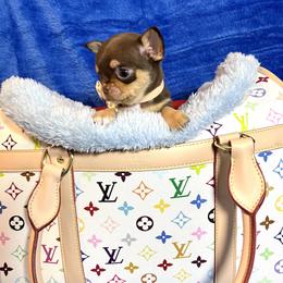 Dash - Chocolate and tan male Chihuahua puppy in Mesa, Arizona from Arizona Dream Chihuahuas
