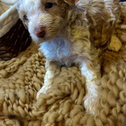 Aussiedoodle Puppies from Hills Barkery