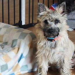Cairn Terriers from WoodSchott Cairn Terriers