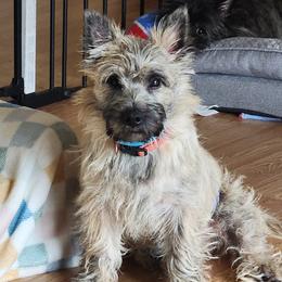 Cairn Terriers from WoodSchott Cairn Terriers