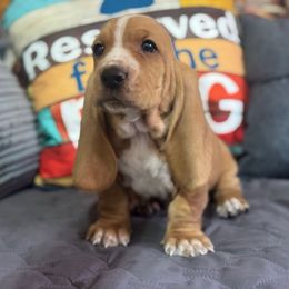 Waffles - Tan and white male Basset Hound puppy in Pilot Mtn, North Carolina from Lowdown Love Basset Hounds