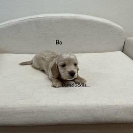 Dachshund Puppies from Dotted Doxies