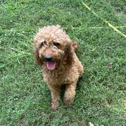Mocha - Goldendoodle