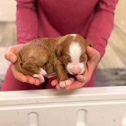 Holly - Red female Bernedoodle puppy in Irmo, South Carolina from Palmetto Bernedoodles Boutique