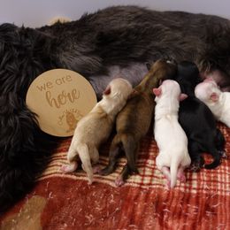 Shih Tzu Puppies from Calta’s Cute Shih Tzus