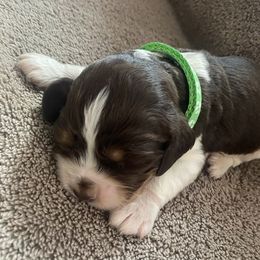 English Springer Spaniel Puppies from Picky’s Puppies