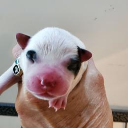 Eye patches - Blue speckled female Australian Cattle Dog puppy in Lenoir, North Carolina from Blue Coyote Ranch