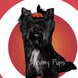 Jedi - Yorkshire Terrier