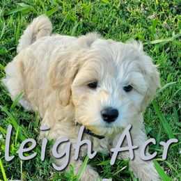 Boy 2 - Apricot Schnoodle puppy in Leitchfield, Kentucky from Eveleigh Acres Puppies