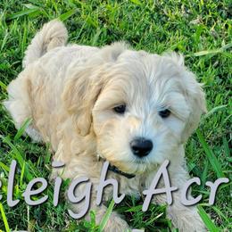 Boy 2 - Apricot Schnoodle puppy in Leitchfield, Kentucky from Eveleigh Acres Puppies
