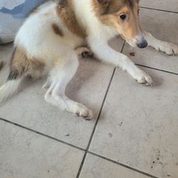 Girl 1 - Sable and white female Collie puppy in Hartland, Michigan from Magnificent Collies