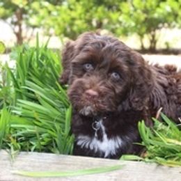 Portuguese Water Dog Puppies from Maritimo Portuguese Water Dogs