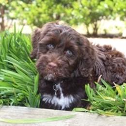 Portuguese Water Dog Puppies from Maritimo Portuguese Water Dogs
