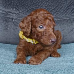 Honey - Red  female Poodle puppy in Abilene, Texas from Mesquite Kennels