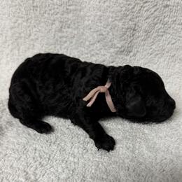Princess - Pink - Black female Poodle puppy in Baytown, Texas from Charlotte & Co. Miniature Poodles