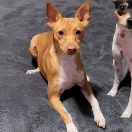 Millie - Rat Terrier