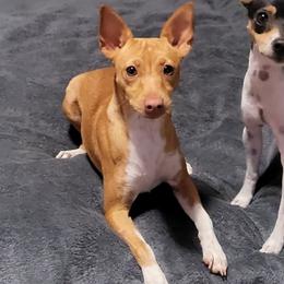 Millie - Rat Terrier
