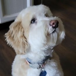 Shelby - Sheepadoodle