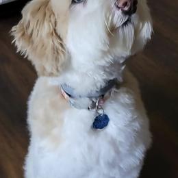 Shelby - Sheepadoodle