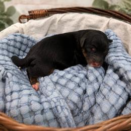 Girl 2 - Tri-color female Bernedoodle puppy in Spring Hill, Florida from Ohana Doodles