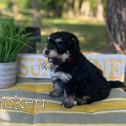 Bernedoodle Puppies from Cobble Creek Puppies