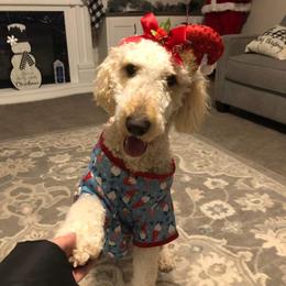 Goldendoodles from Marino's CKC  Goodendoodles of Kentucky