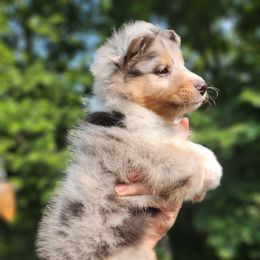 Shetland Sheepdog Puppies from Hope's Heart Shelties