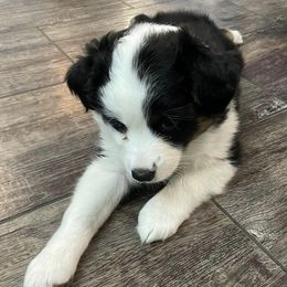Miniature Australian Shepherds from Lake Mini Aussie’s