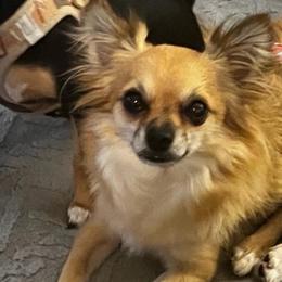 Bocci - Fawn male Chihuahua puppy in Bellmore, New York from Alyce’s Angels