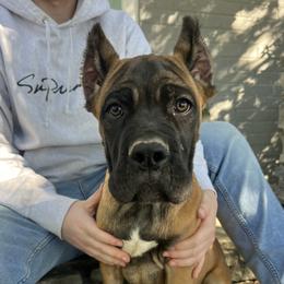 Light Green Collar - Fawn male Cane Corso puppy in Kingsport, Tennessee from Gray Cane Corsos