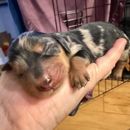 Boy 2 - male Dachshund puppy in Kingston, Washington from Little Doxie Farm