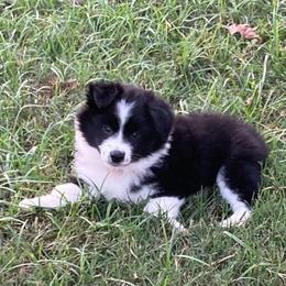 Ruby - Black tri female Miniature Australian Shepherd puppy in Westwego, Louisiana from Connie's American Eskimo Dogs and Mini Australian Shepherd Dogs