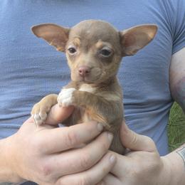 Glamour - Chocolate and tan female Chihuahua puppy in East Camden, Arkansas from RoyAl